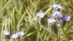 Phacelia tanacetifolia