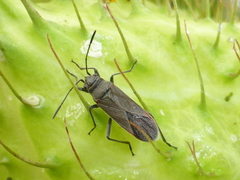 Arocatus rusticus