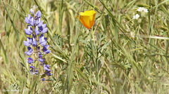 Lupinus benthamii