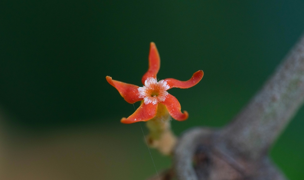 Micrechites jacquetii (Micrechites jacquetii)