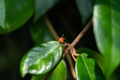 Micrechites jacquetii