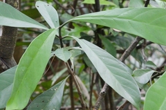 Psychotria asiatica