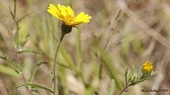 Encelia actoni
