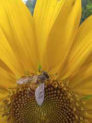Apis mellifera