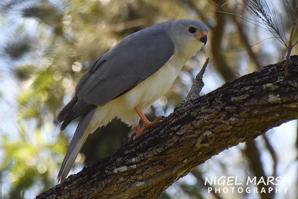Gray Goshawk photo