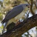 Grey Goshawk - Photo (c) Nigel Marsh, some rights reserved (CC BY-NC), uploaded by Nigel Marsh