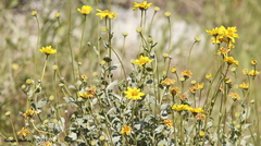 Encelia actoni