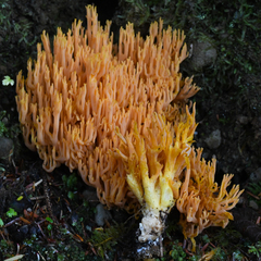 Ramaria longispora