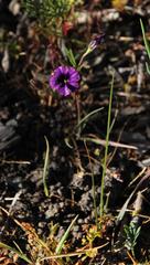 Monopsis debilis debilis