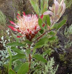 Protea susannae