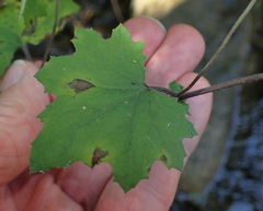 Cineraria glandulosa
