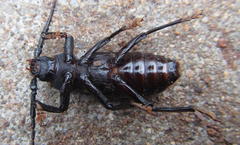 Aulacopus reticulatus
