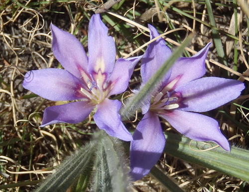 Babiana sambucina