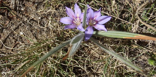 Babiana sambucina