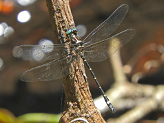 Eusynthemis aurolineata