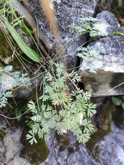 Paraquilegia microphylla