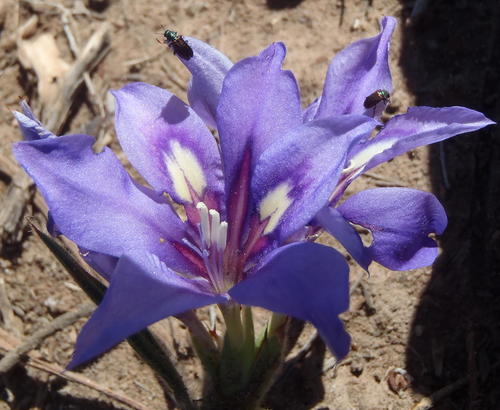 Babiana sambucina