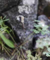 Paraquilegia microphylla