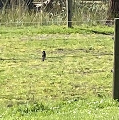 Rhipidura leucophrys