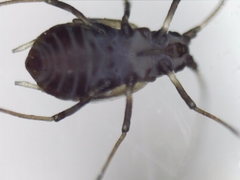 Aphidomorpha