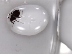 Aphidomorpha