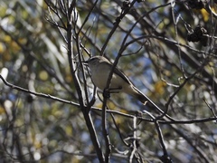 Acanthiza inornata
