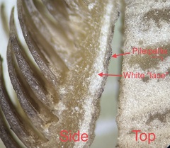 Psathyrella fuscifolia