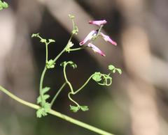 Fumaria muralis muralis