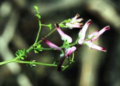 Fumaria muralis muralis