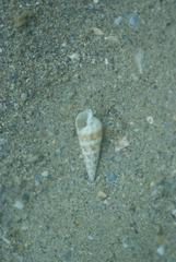 Terebridae