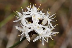 Borya sphaerocephala