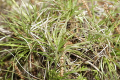 Borya sphaerocephala