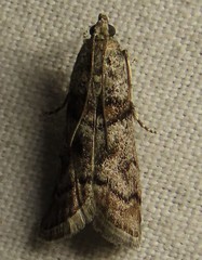 Promylea lunigerella