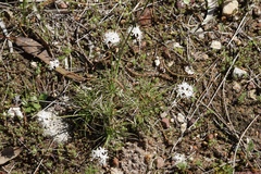 Borya sphaerocephala