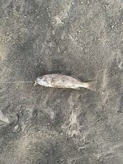 Genyonemus lineatus