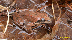 Asiatic Grass Frog photo 4