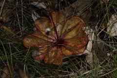 Drosera macrophylla