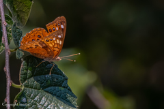 Asterocampa celtis antonia