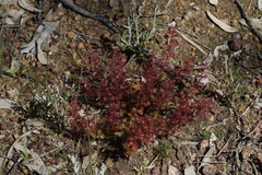 Drosera stolonifera