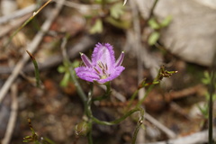 Thysanotus patersonii