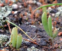 Bulbine diphylla