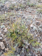 Artemisia monostachya