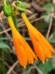 Stenomesson aurantiacum