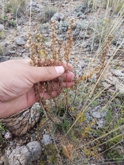 Artemisia monostachya