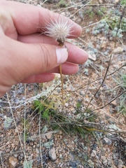 Pulsatilla tenuiloba
