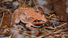 Asiatic Grass Frog photo 3