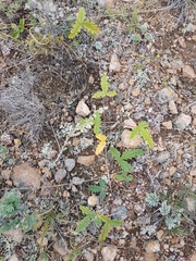 Potentilla leucophylla