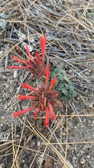 Monardella macrantha macrantha