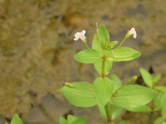 Lindernia procumbens