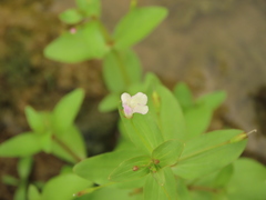 Lindernia procumbens